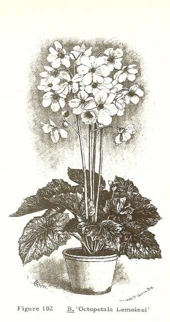 B. ‘Octopetala Lemoinei’